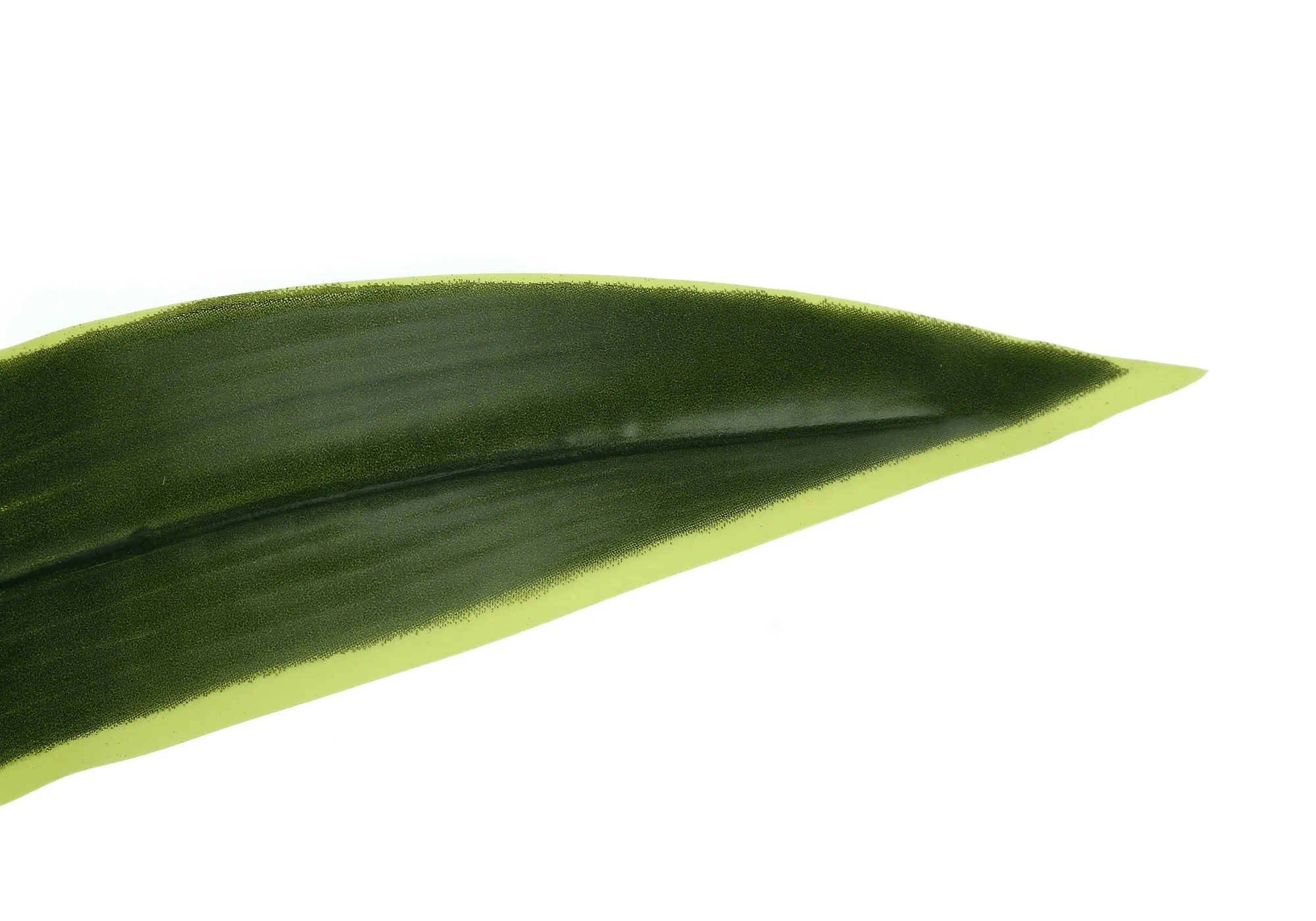 47" Tall Dracaena Tree: Faux Indoor Plant, Real Touch, Perfect Decorative Greenery