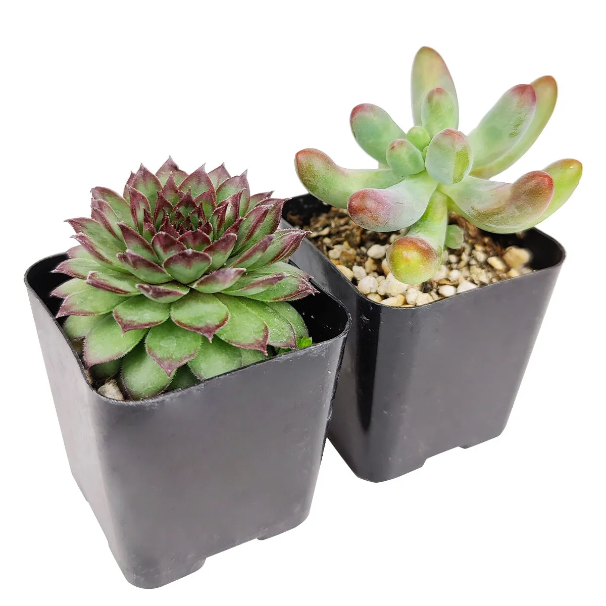 Pet-friendly Succulent Pack
