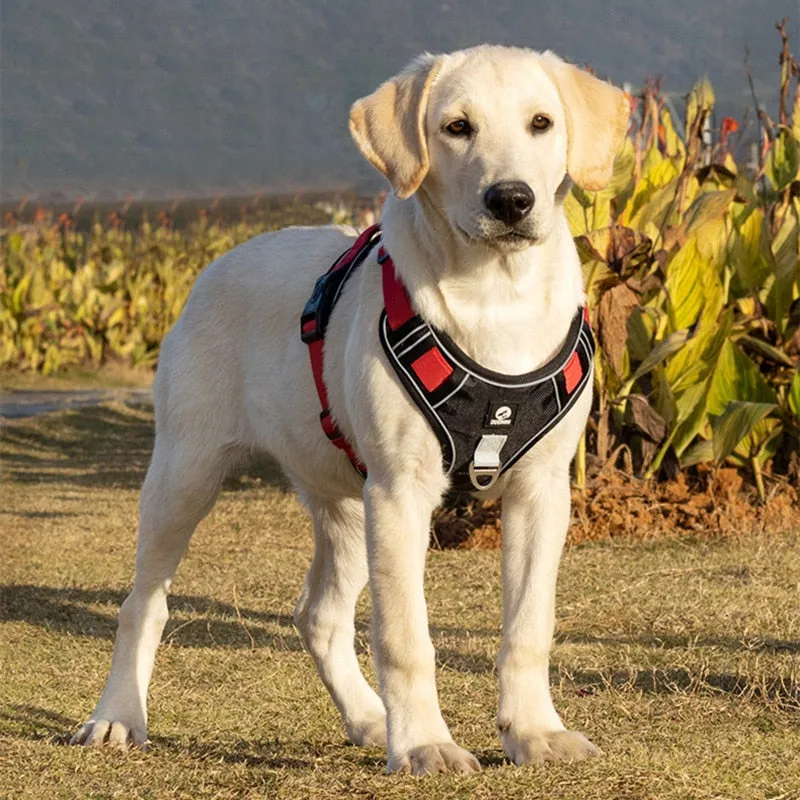 Reflective Safety Harness for French Bulldogs
